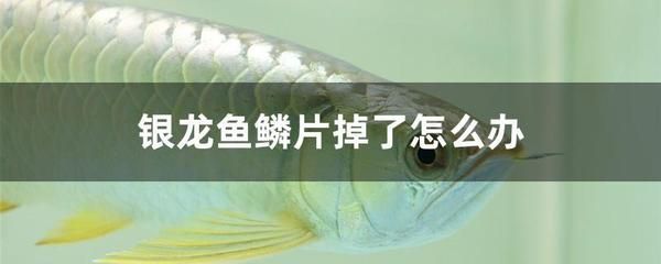 銀龍魚身上有白色腐爛怎么回事（銀龍魚身上出現(xiàn)白色腐爛怎么辦） 龍魚百科 第4張