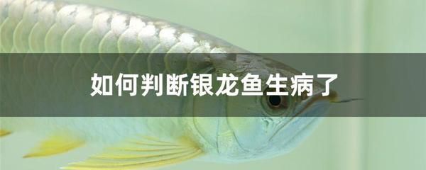 銀龍魚身上有白色腐爛怎么回事（銀龍魚身上出現(xiàn)白色腐爛怎么辦） 龍魚百科 第5張