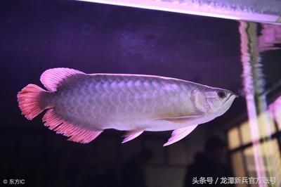 怎么和龍魚互動(dòng)（與龍魚互動(dòng)不僅可以增進(jìn)你與寵物之間的情感聯(lián)系還能提高生活質(zhì)量） 龍魚百科 第5張