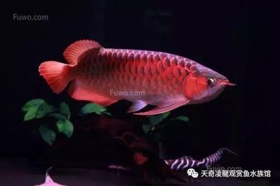 怎么和龍魚互動(dòng)（與龍魚互動(dòng)不僅可以增進(jìn)你與寵物之間的情感聯(lián)系還能提高生活質(zhì)量） 龍魚百科 第3張