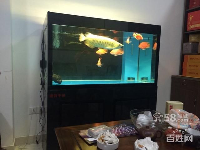 漳州金龍魚經(jīng)銷商 龍魚百科 第4張