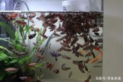 怎么讓曼龍魚吐更多的泡泡（曼龍魚吐泡泡的行為） 龍魚百科 第2張