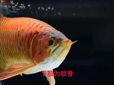 怎么預(yù)防龍魚兜嘴掉眼（如何預(yù)防龍魚兜嘴和掉眼） 龍魚百科 第3張