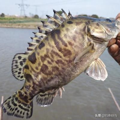 中華鱘和娃娃魚龍魚哪個(gè)貴（中華鱘、娃娃魚、龍魚的市場價(jià)格） 龍魚百科 第4張