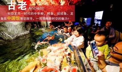 中華鱘和娃娃魚龍魚哪個(gè)貴（中華鱘、娃娃魚、龍魚的市場價(jià)格） 龍魚百科 第5張