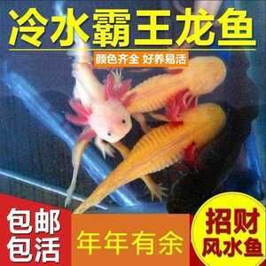 招財龍魚是冷水魚嗎 龍魚百科 第5張