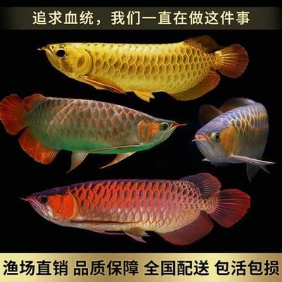 長1米5寬50高50的可以養(yǎng)50cm的金龍魚嗎（金龍魚的魚缸長度不應(yīng)小于1.5米） 龍魚百科 第1張