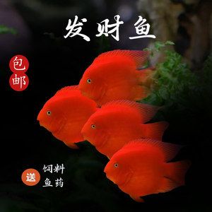 總要熱愛點什么，才不會被這無趣的生活淹沒。（宇哥6519評論：牛,s笑看評論：平時用燈嗎） 觀賞魚論壇 第4張