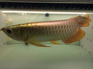 證書金龍魚最新價格（金龍魚多少錢一斤） 龍魚百科 第2張