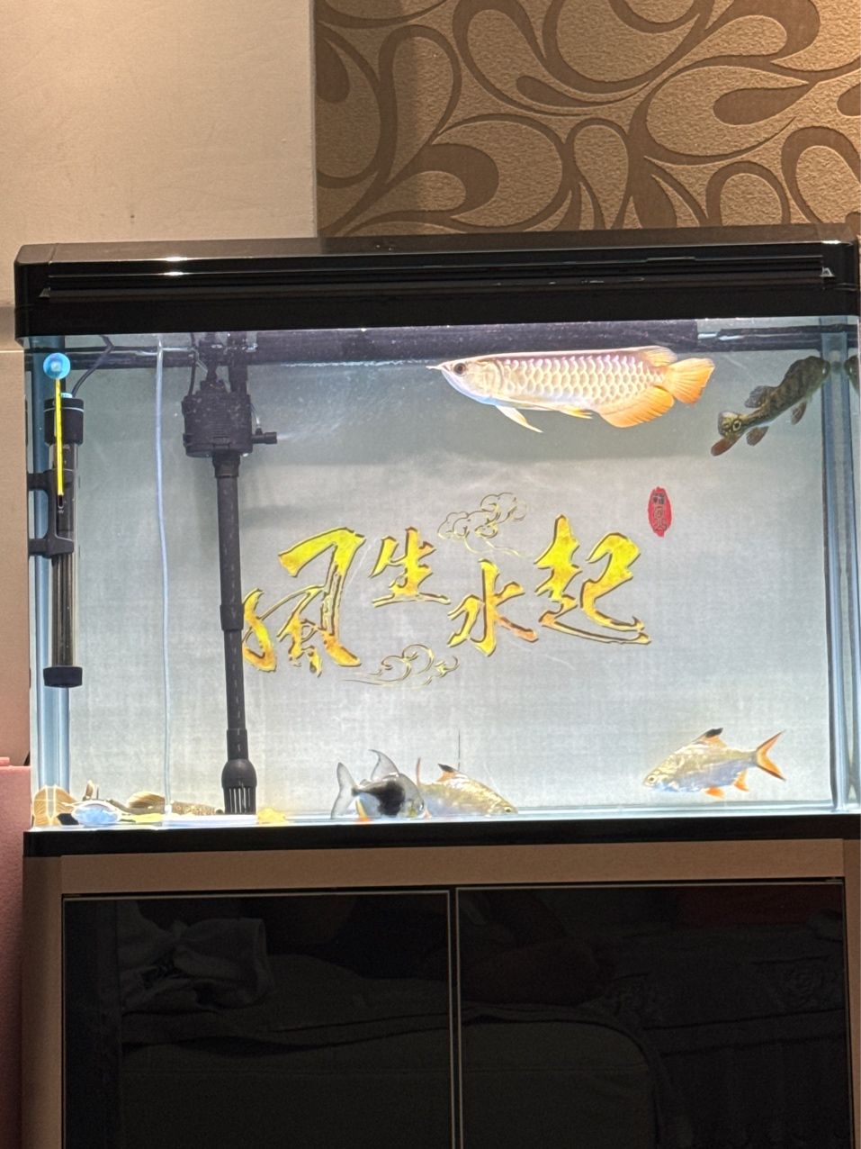 馬上換新家（在等待一周，新家就要到位了） 觀賞魚論壇