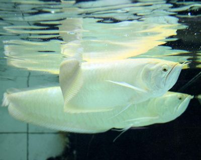 怎么樣讓面包蟲漂浮在水面上喂銀龍魚（為了讓面包蟲漂浮在水面上喂銀龍魚）