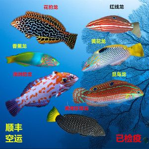 鉆沙子的龍魚(yú)（關(guān)于“鉆沙子的龍魚(yú)”的一些基本特征和生活習(xí)性信息）