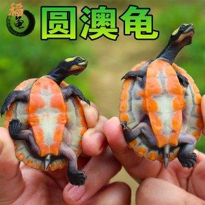 圓澳龜能和龍魚混養(yǎng)嗎（圓澳龜和龍魚可以混養(yǎng)嗎？）