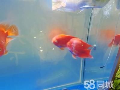 招財(cái)貓能和龍魚(yú)一起養(yǎng)嗎（招財(cái)貓魚(yú)和龍魚(yú)可以一起養(yǎng)嗎）