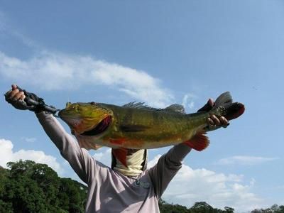 中國哪里銀龍魚最多（中國銀龍魚分布情況） 龍魚百科 第4張