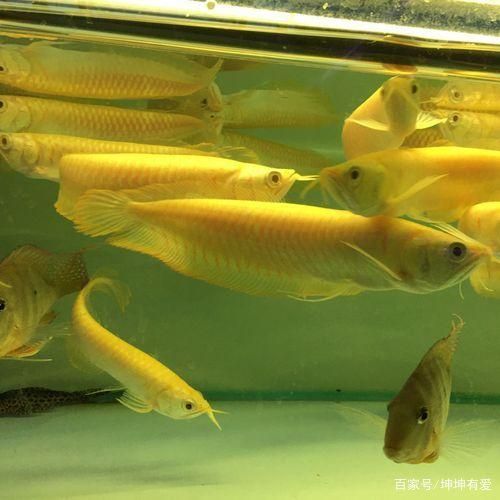 怎樣養(yǎng)好黃化鋃龍魚（養(yǎng)好黃化銀龍魚需要關(guān)注幾個(gè)關(guān)鍵方面：水質(zhì)管理、喂養(yǎng)、水溫控制、疾病預(yù)防和日常管理） 龍魚百科 第4張