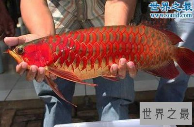 紫艷龍魚水質(zhì)要求（紫艷龍魚對于水質(zhì)的要求） 龍魚百科 第4張