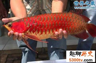 紫艷龍魚水質(zhì)要求（紫艷龍魚對于水質(zhì)的要求） 龍魚百科 第5張