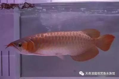 中國(guó)龍魚（中國(guó)龍魚在中國(guó)文化中具有豐富的寓意和象征意義） 龍魚百科 第3張