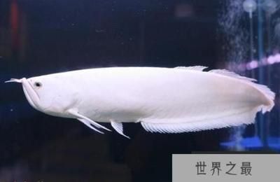 最貴的銀龍魚排名（最貴的銀龍魚品種排名，血紅龍魚31萬以上，血紅龍魚不是銀龍魚） 龍魚百科 第1張