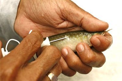 怎么查龍魚的芯片真假（龍魚芯片是龍魚身份的證明嗎？） 龍魚百科 第2張