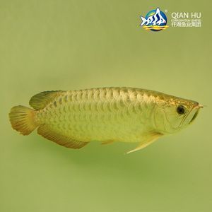 中國(guó)畫金龍魚第一人（中國(guó)畫金龍魚第一人——?jiǎng)⑶ТT） 龍魚百科 第4張