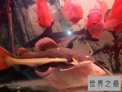 招財貓魚和紅龍魚混養(yǎng)（招財貓魚和紅龍魚可以混養(yǎng)嗎？） 龍魚百科 第3張