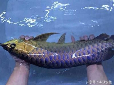 怎樣能讓龍魚不咬其他魚（龍魚咬其他魚怎么辦） 龍魚百科 第2張