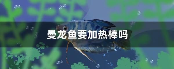 在廣東曼龍魚需要加熱棒嗎（曼龍魚是否需要使用加熱棒） 龍魚百科 第4張