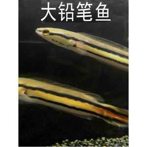 主角養(yǎng)龍魚開觀賞魚店的小說（主角養(yǎng)龍魚開觀賞魚店的小說：主角養(yǎng)龍魚開觀賞魚店的小說） 龍魚百科 第4張