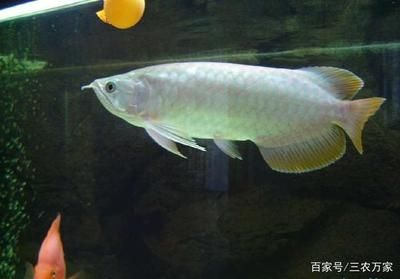 最貴的龍魚（目前市場上最貴的龍魚及種及其價(jià)格范圍） 龍魚百科 第4張