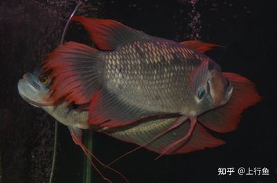 戰(zhàn)船可以和龍魚混養(yǎng)嗎（戰(zhàn)船和龍魚可以混養(yǎng)嗎） 龍魚百科 第5張