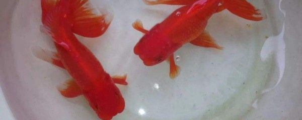 在家養(yǎng)金魚招財還是銀龍魚招財呢（金魚和銀龍魚在風(fēng)水文化中有招財?shù)淖饔?，養(yǎng)殖條件有講究）