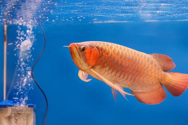 扎蘭屯有沒有買龍魚的（內(nèi)蒙古扎蘭屯市有多家水族館和花魚店并購買龍魚） 龍魚百科 第4張