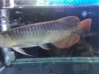 在印尼買一條龍魚多少錢（印尼龍魚價格因其品種、大小、品相等因素有很大差異） 龍魚百科 第3張