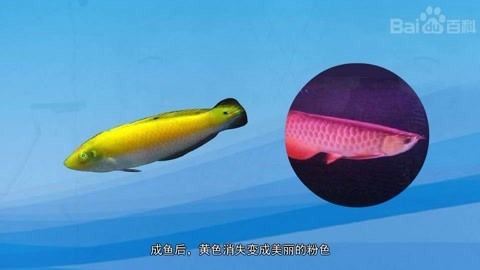 紫龍魚(yú)（什么是紫龍魚(yú)？） 龍魚(yú)百科 第2張