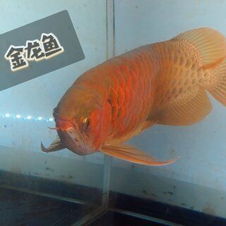 周公解夢夢到紅色金龍魚（夢見紅色金龍魚是一個吉兆象征著財(cái)運(yùn)、熱情和能量） 龍魚百科 第4張