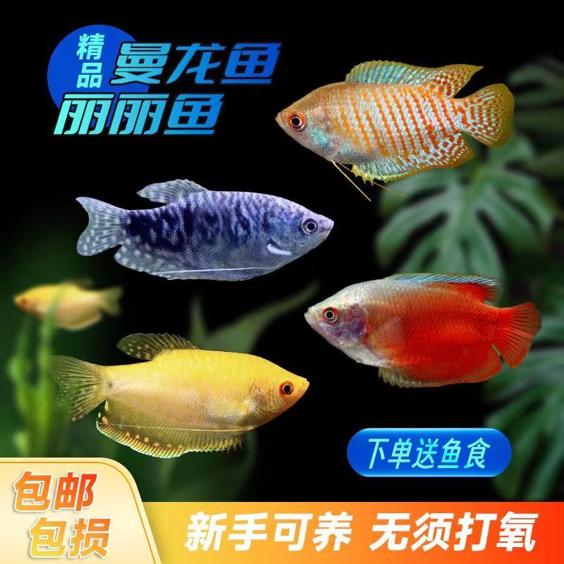 珍珠魚和曼龍魚區(qū)別（珍珠魚和曼龍魚在外觀、習(xí)性和飼養(yǎng)要求等方面有明顯的區(qū)別） 龍魚百科 第2張