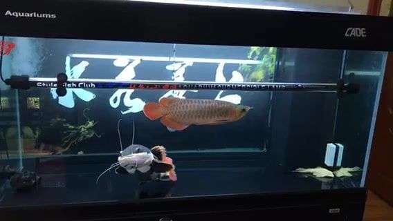 招財貓魚和紅招魚 金龍魚一起養(yǎng)嗎（招財貓魚和紅龍魚混養(yǎng)有風(fēng)險嗎？） 龍魚百科 第2張