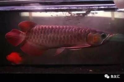 紅月雷龍魚多少錢一條啊圖片（關(guān)于紅月雷龍魚的問題） 水族問答 第1張