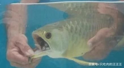 昨天晚上換水今天早上金龍魚不吃東西了（金龍魚不吃東西可能由多種因素導致，以下原因及相應(yīng)的解決辦法） 龍魚百科 第5張