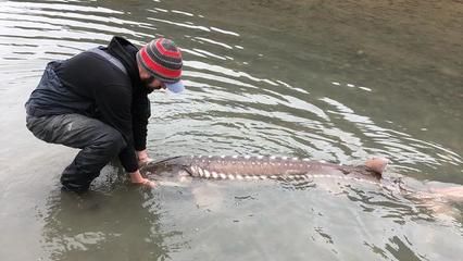 怎樣訓(xùn)龍魚吃飼料視頻（如何訓(xùn)練龍魚吃飼料） 龍魚百科 第2張