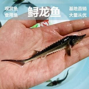 怎樣訓(xùn)龍魚吃飼料視頻（如何訓(xùn)練龍魚吃飼料） 龍魚百科 第4張