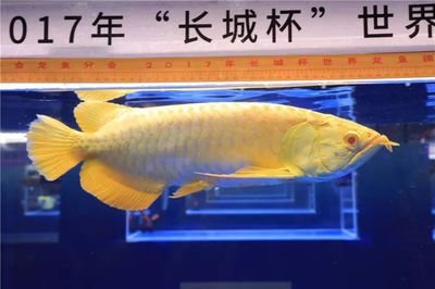 長城杯龍魚大賽死亡 龍魚百科 第5張