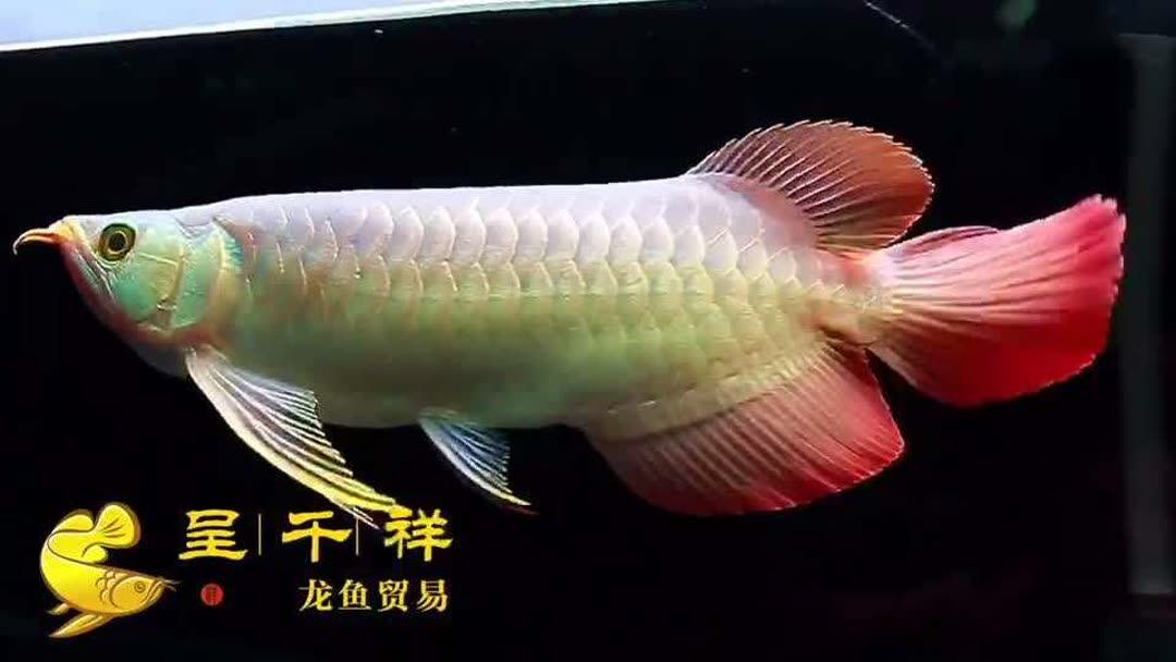 戰(zhàn)車龍魚體型的特點（戰(zhàn)車龍魚體型的特點主要體現(xiàn)在以下幾個方面） 龍魚百科 第4張