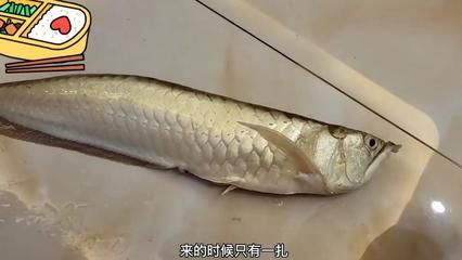 怎么才能讓銀龍魚膽子大（如何讓銀龍魚變得膽?。? title=