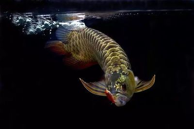 怎樣使紅龍魚(yú)食欲增加（如何提高紅龍魚(yú)的食欲） 龍魚(yú)百科 第4張