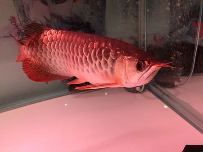 治療金龍魚水泡病藥（治療金龍魚水泡病時(shí)可采取以下幾種藥物治療方案） 龍魚百科 第5張