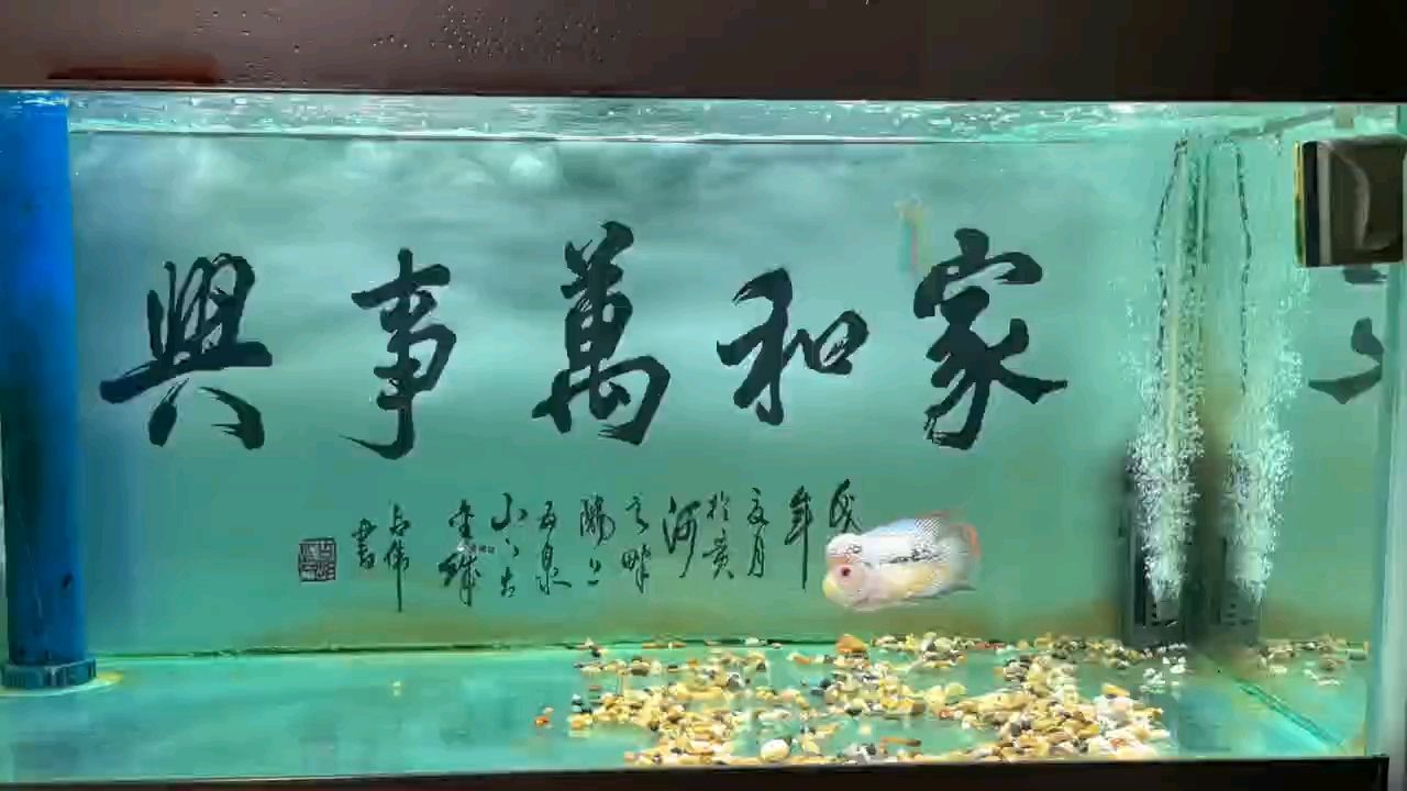 推薦一款羅漢魚飼料唄（張姜棍的飼料）