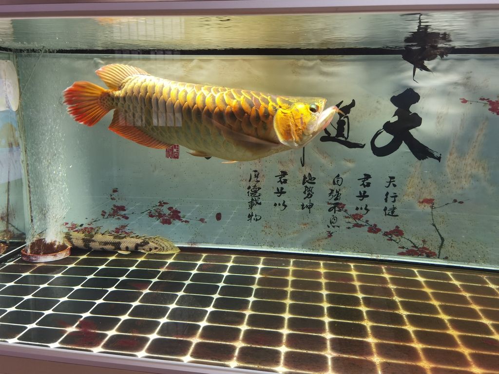  觀賞魚論壇